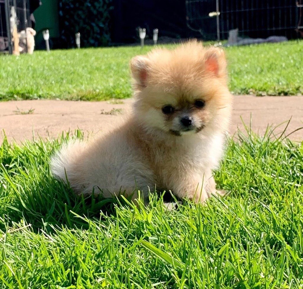 wolf puppies for sale gumtree